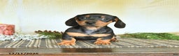 Dachshund dogs for sale: River - Ad 4