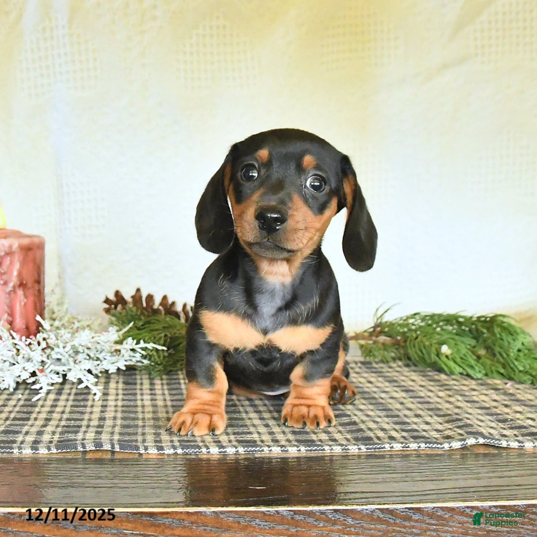 Dachshund dogs for sale: River - Ad 4