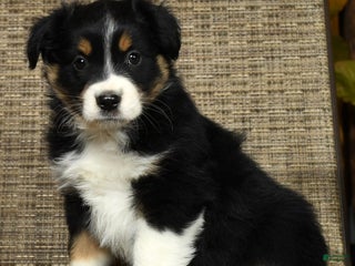 Miniature Australian Shepherd dogs Aspen - Ad 13