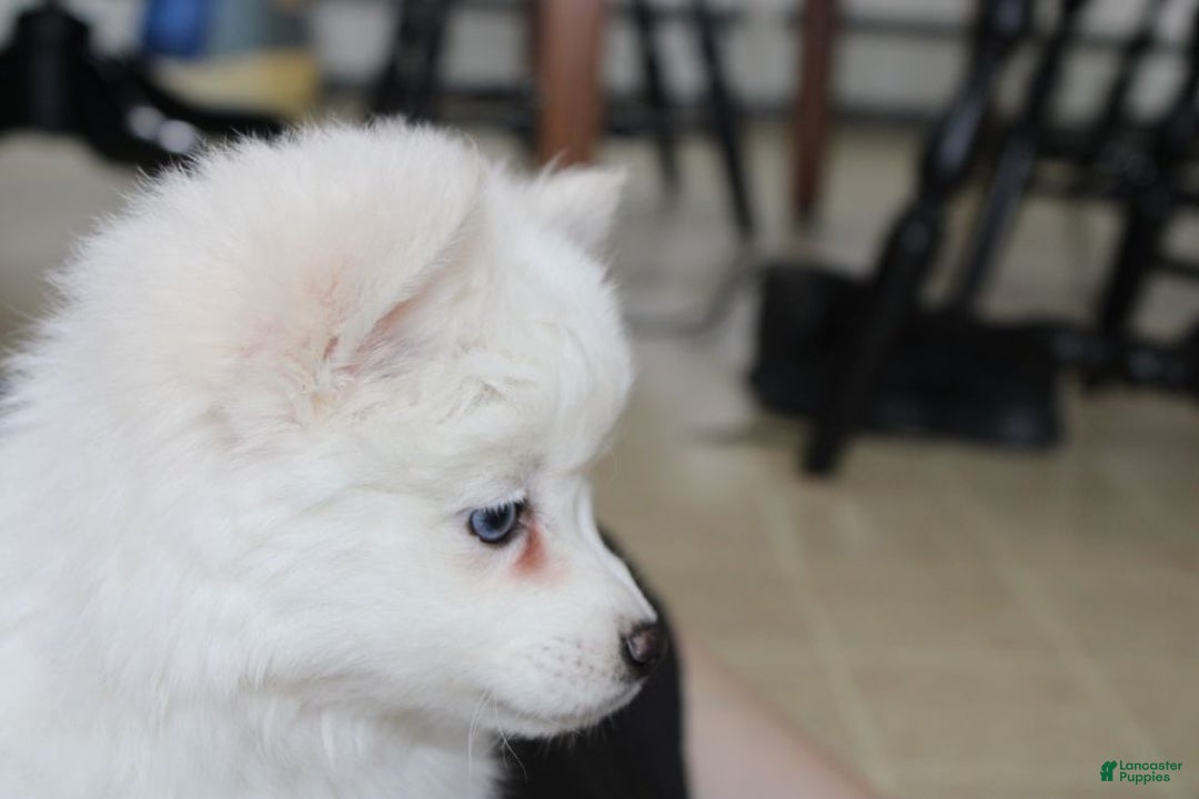 Pomsky dogs for sale: Cream Puff - Ad 4