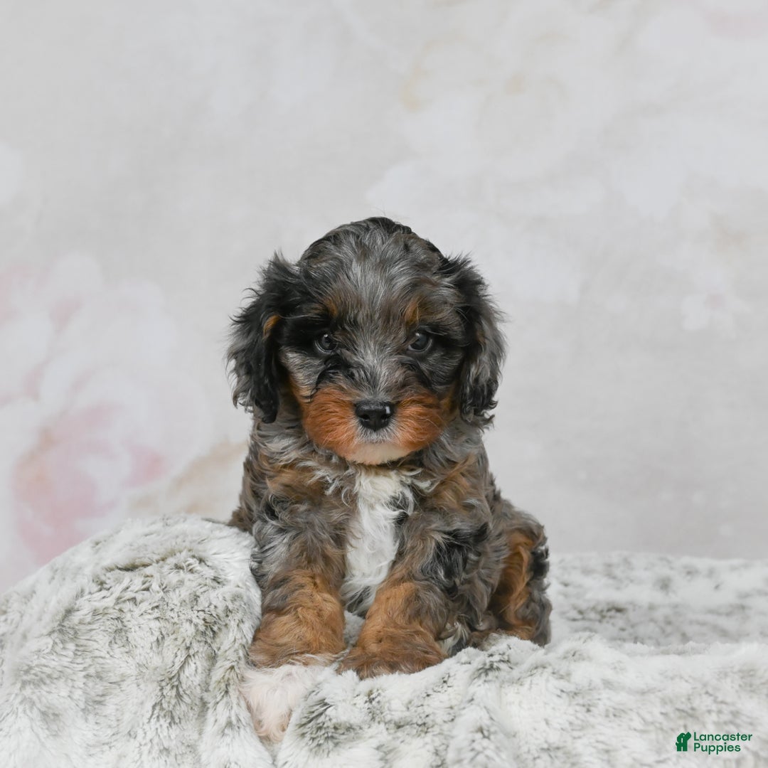 Cavapoo dogs for sale: Leo - Ad 2