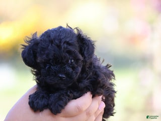 Toy Poodle dogs Maxwell - Ad 21