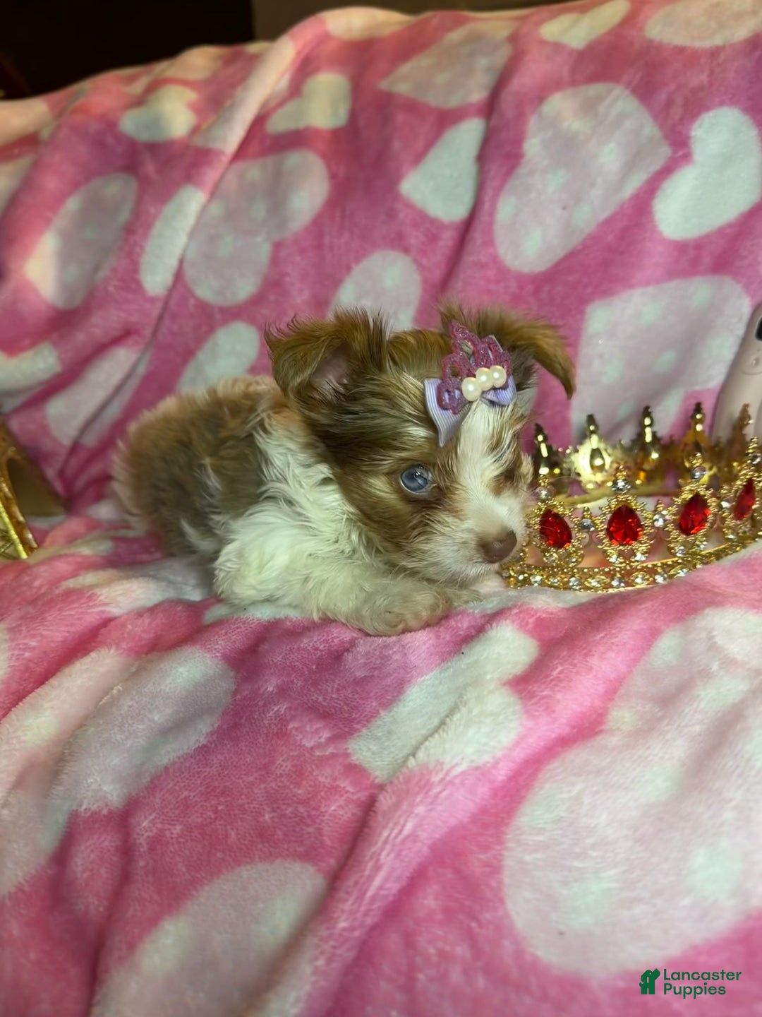 Yorkshire Terrier dogs for sale: Yorkshire Terrier Puppy 3 - Ad 4
