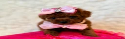 Toy Poodle dogs for sale: Missy deep red tiny toy  - Ad 1