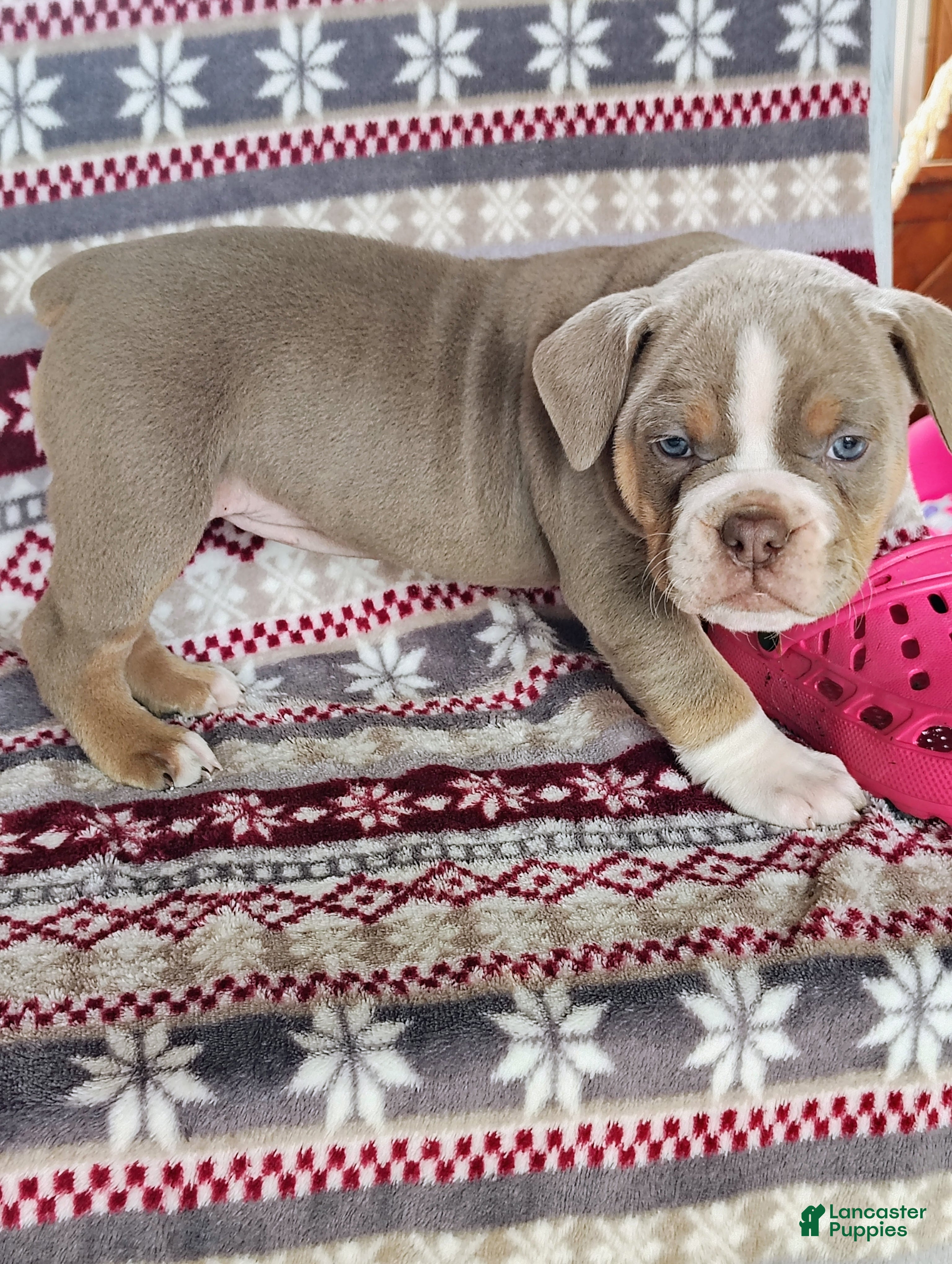 Olde English Bulldogge dogs Bella - Ad 5