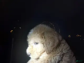 Goldendoodle dogs Goldendoodle Puppy 1 - Ad 14