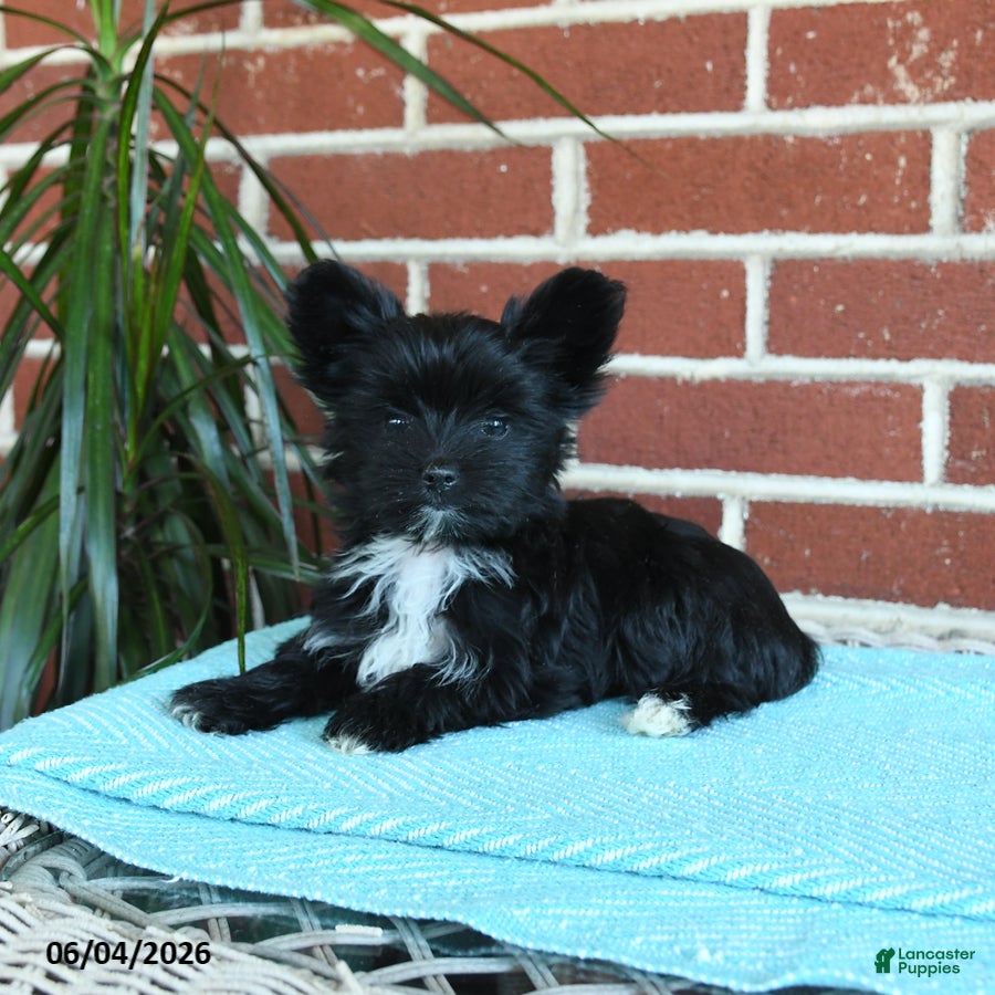 Yorkshire Terrier dogs Stella - Ad 2
