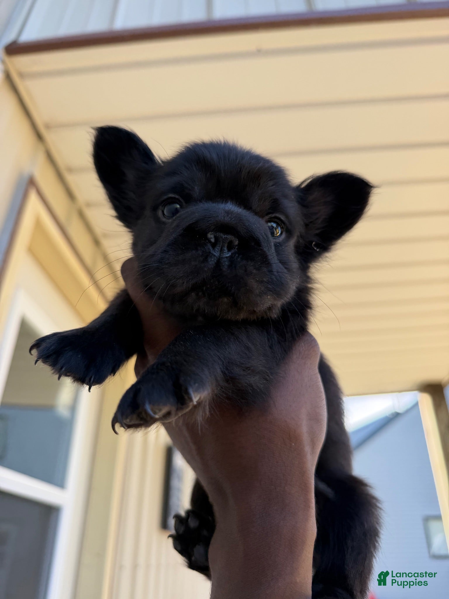 French Bulldog dogs French Bulldog 1 - Ad 33