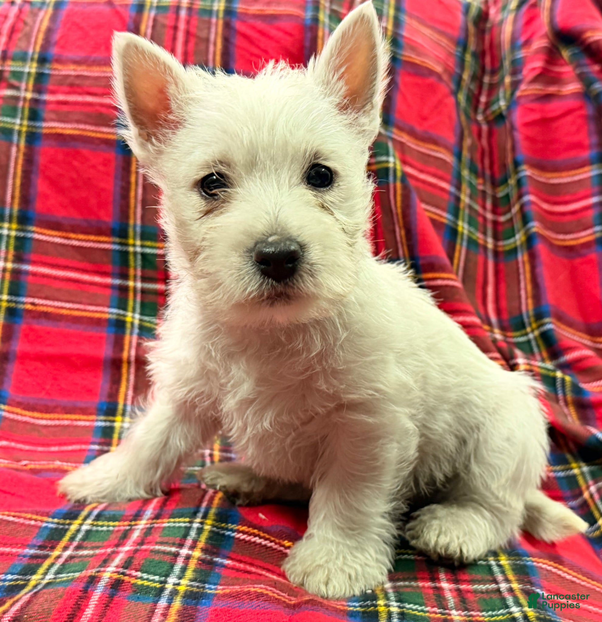 West Highland Terrier dogs for sale: Abby - Ad 5