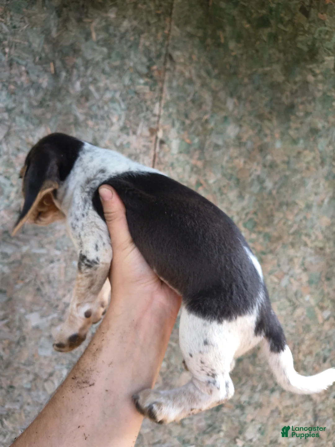 Beagle dogs for sale: Girl 3 - Ad 7