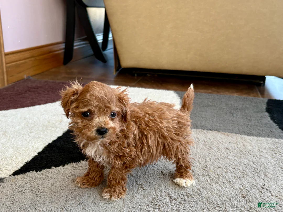 Havapoo dogs for sale: Jerry Tiny - Ad 6