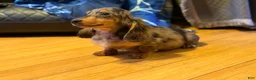 Miniature Dachshund dogs for sale: AKC Russian- Pra clear sale - Ad 17