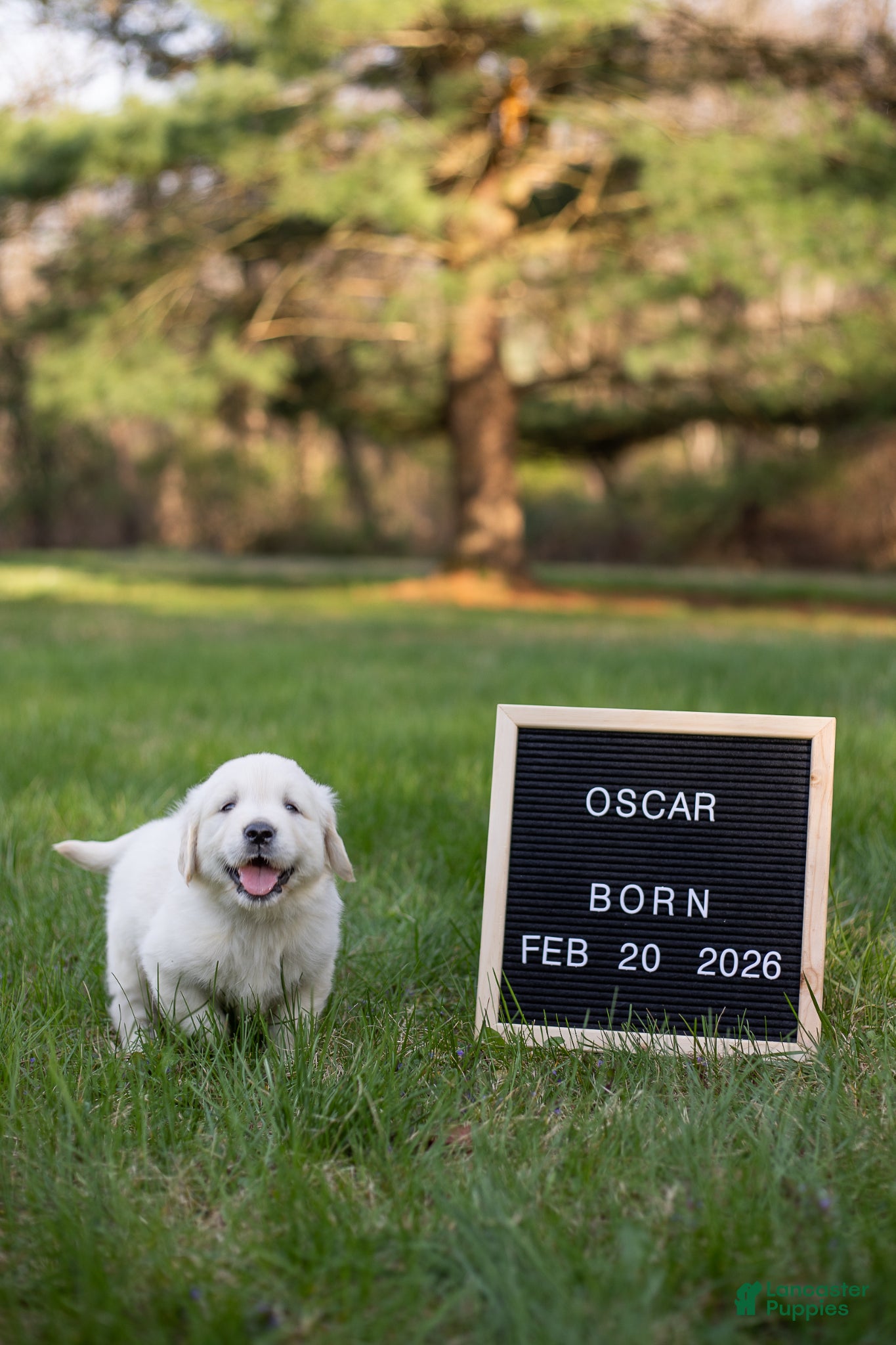 Golden Retriever dogs Oscar - Ad 1