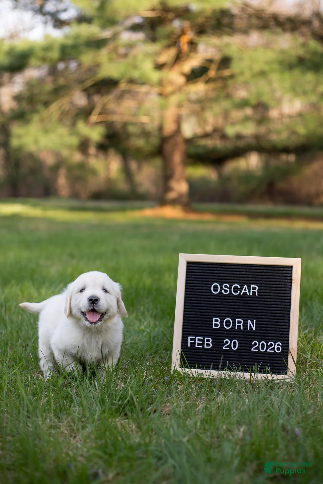 Golden Retriever dogs for sale: Oscar - Ad 1