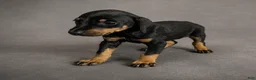 Doberman Pinscher dogs for sale: Tempra - Ad 3