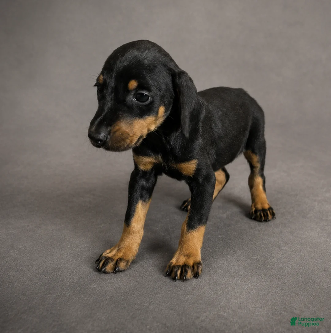 Doberman Pinscher dogs for sale: Tempra - Ad 2