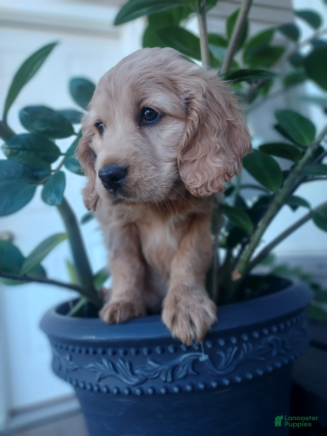 Mixed Breed dogs for sale: Aussie - Ad 4