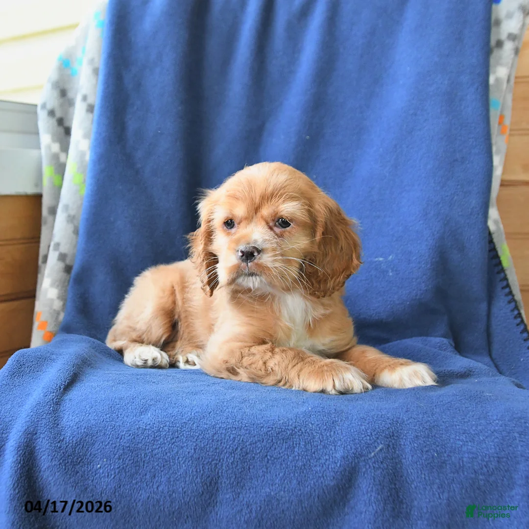 English Cocker Spaniel dogs for sale: Hope - Ad 2
