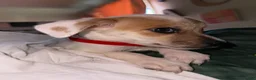 Jack Chi dogs for sale: Baker - Ad 6