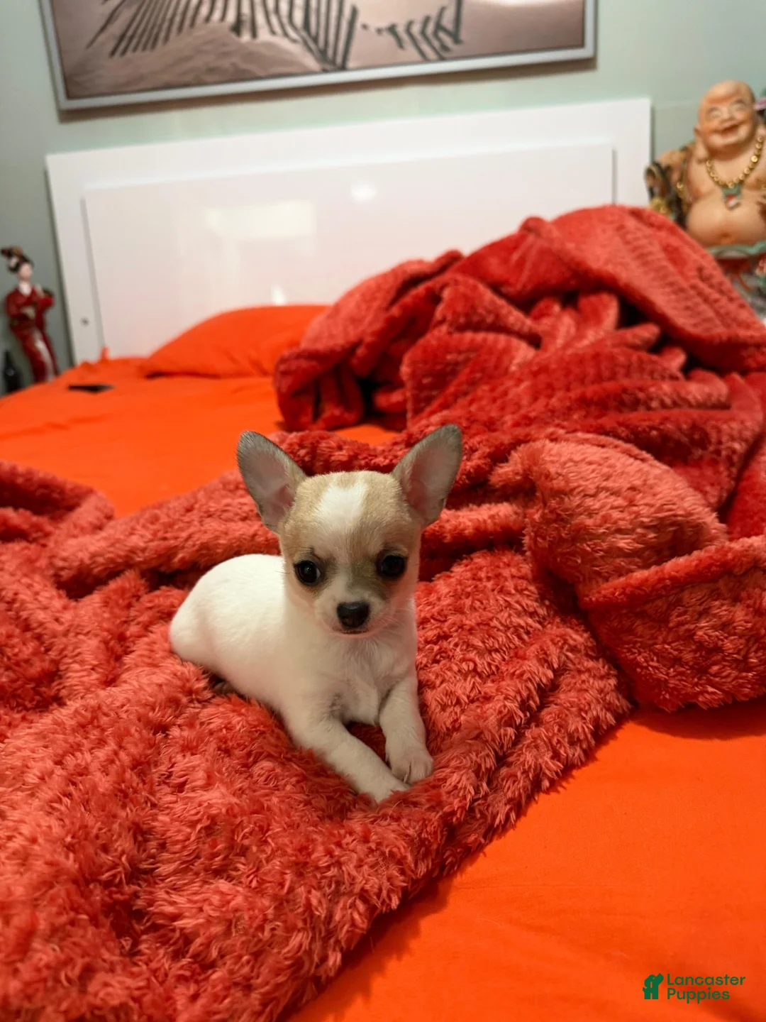 Chihuahua dogs for sale: Chihuahua 2 - Ad 12