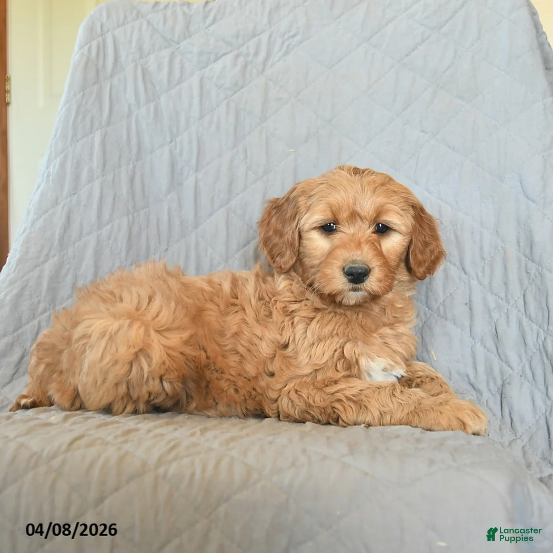 Mini Goldendoodle dogs for sale: Koko  - Ad 3