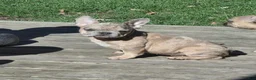 French Bulldog dogs for sale: French Bulldog 1 - Ad 3