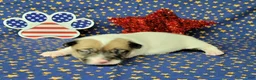 Jack Russell Terrier dogs for sale: CKC "Pogo" Delivery Available  - Ad 4