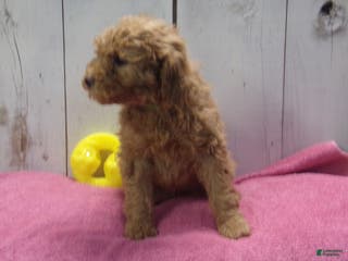 Standard Poodle dogs Emma - Ad 16