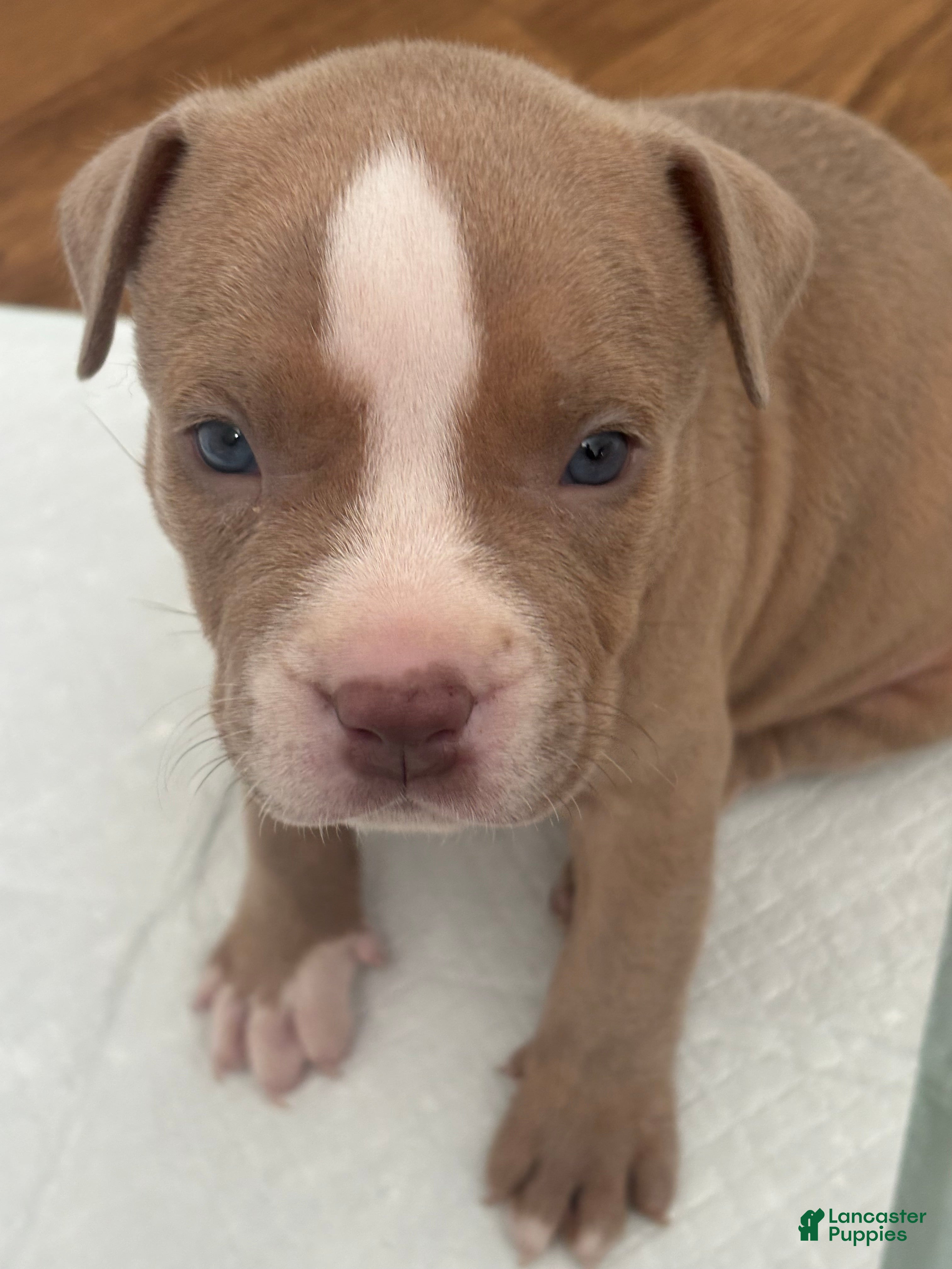 American Bully dogs American Bully Puppy 1 - Ad 27