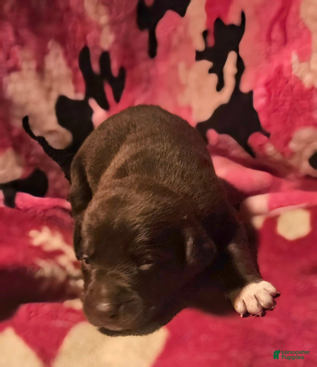 Border Collie dogs for sale: Hook - Ad 11