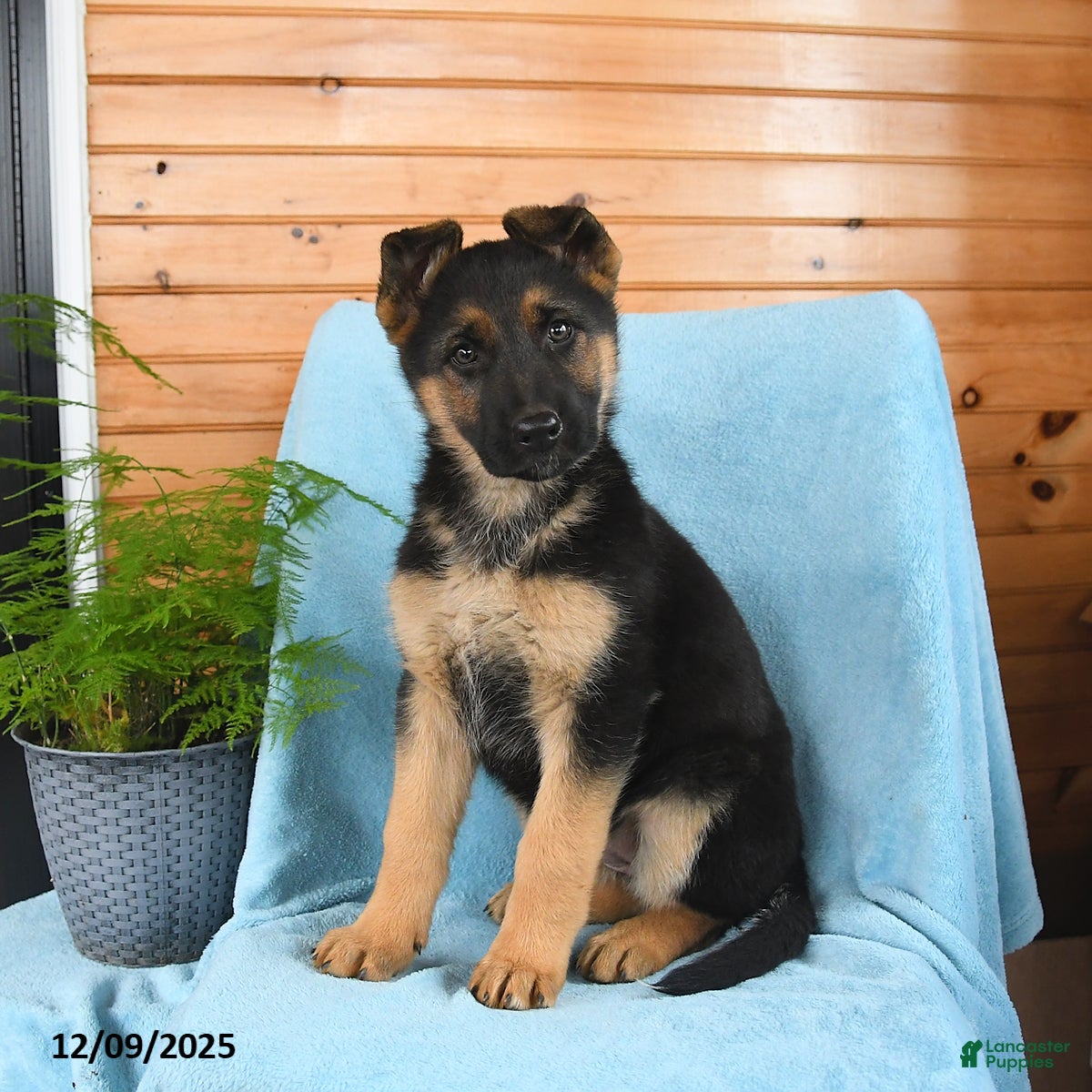 German Shepherd dogs Jojo - Ad 7