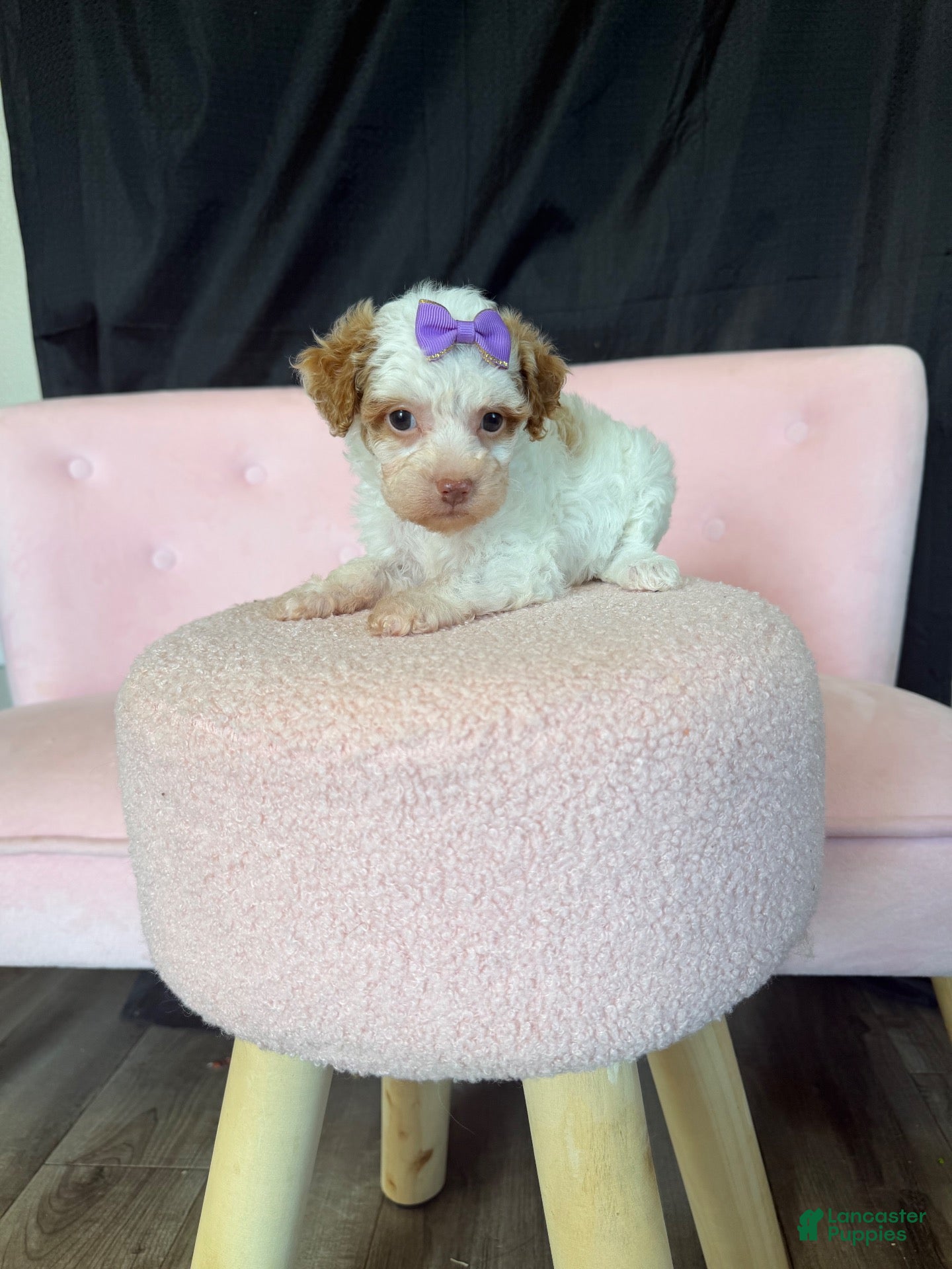 Miniature Poodle dogs Akc Clear 🧬 tested Chocolate Phantom Parti girl - Ad 19
