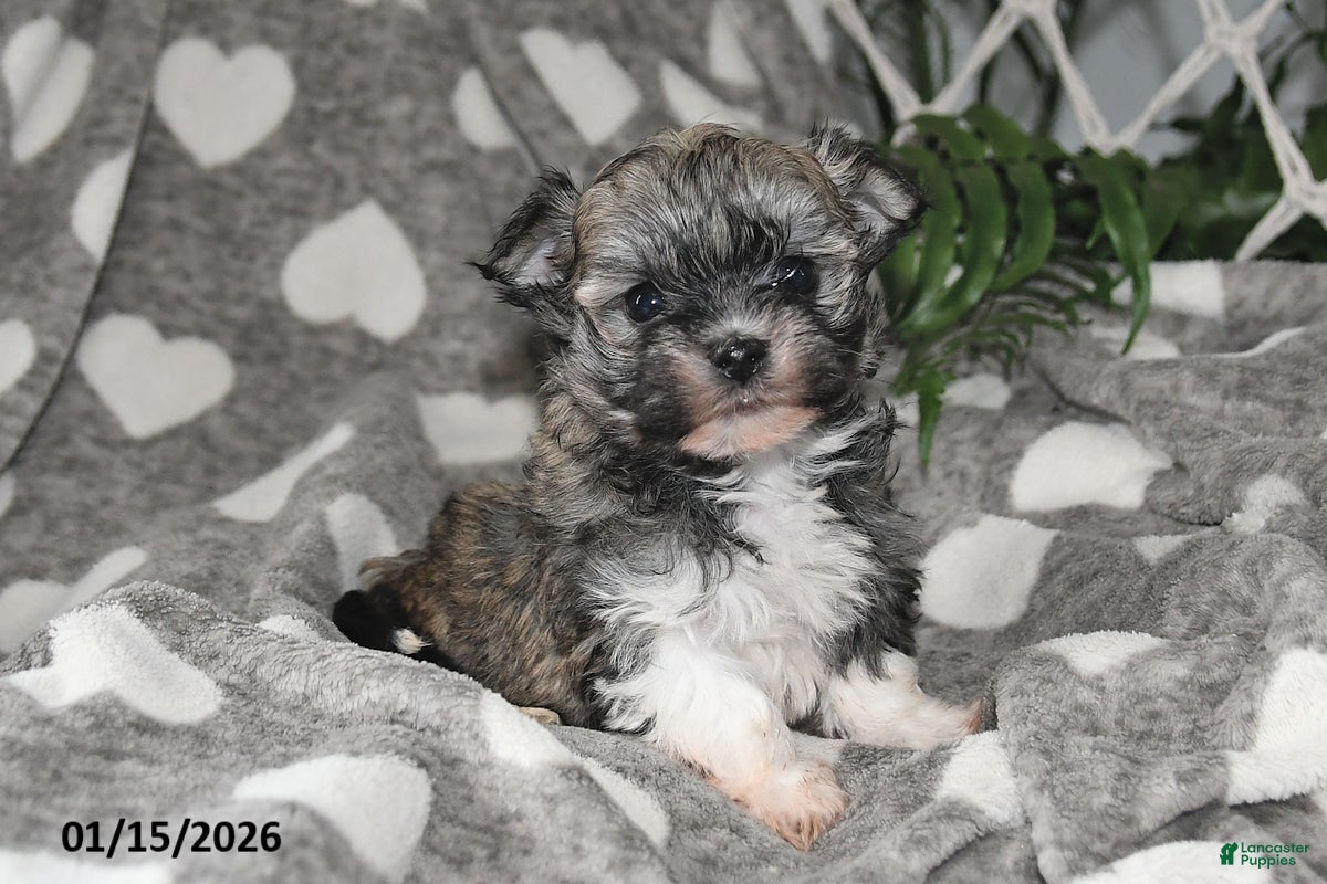 Havanese dogs Olive - Ad 2