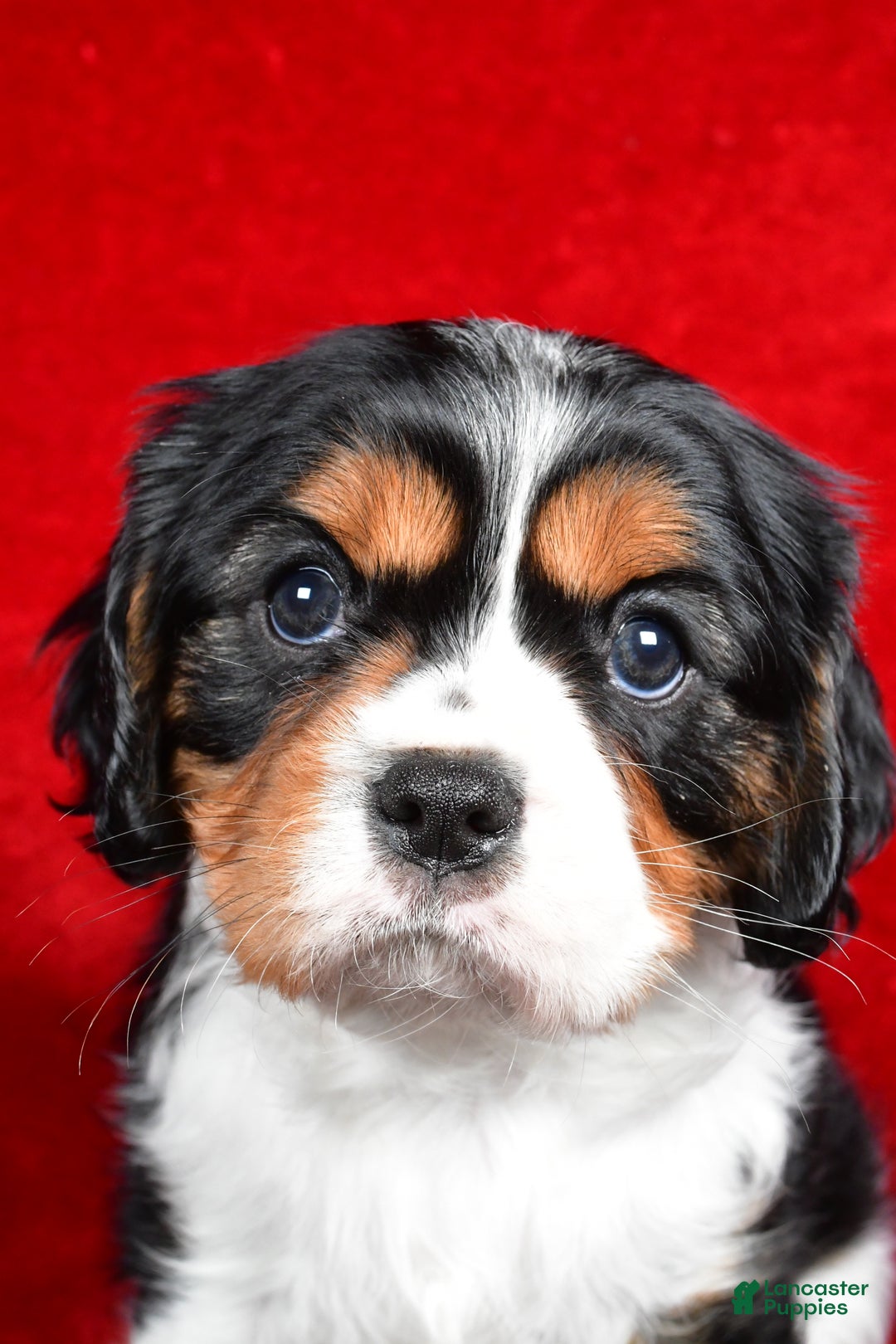 Cavalier King Charles Spaniel dogs for sale: Penny - Ad 5