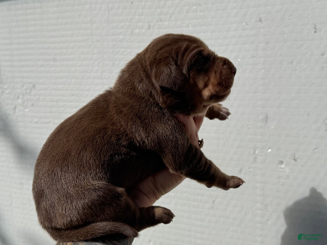 Catahoula Leopard Dog dogs for sale: Catahoula Leopard Dog Puppy 2 - Ad 12