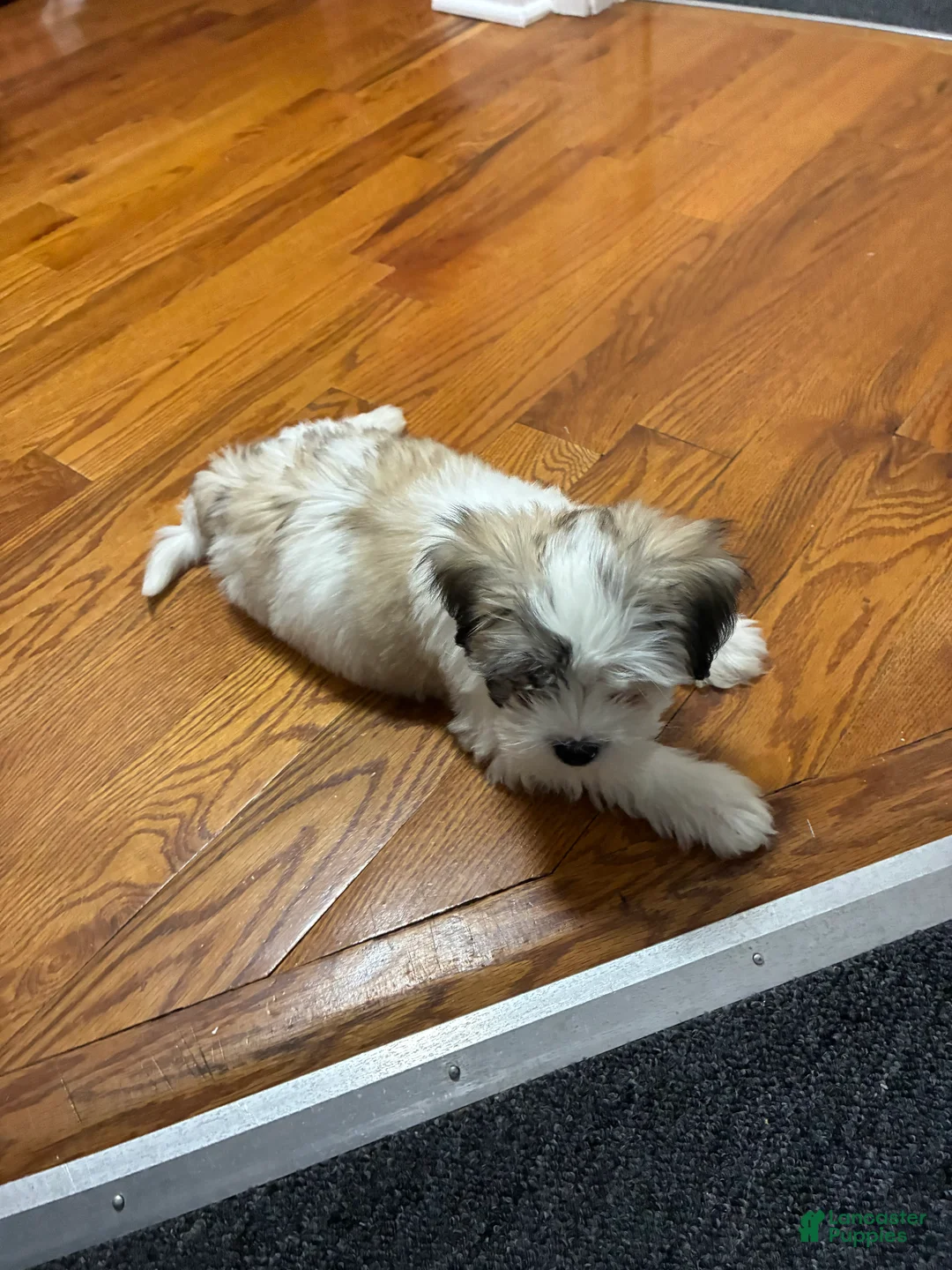 Shih Tzu dogs for sale: Shih Tzu 2 - Ad 1