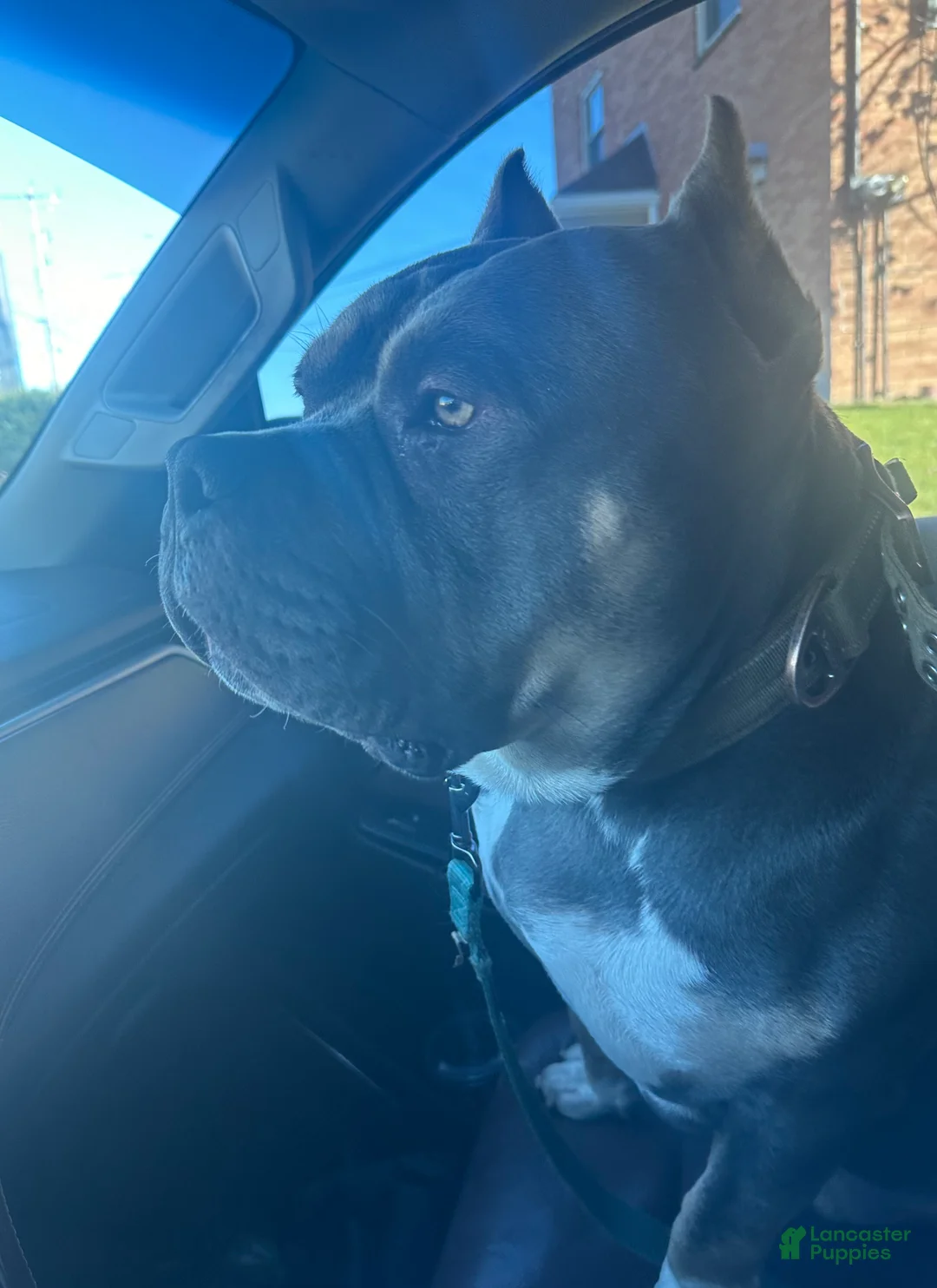 American Bully dogs for sale: American Bully Puppy 1 - Ad 4