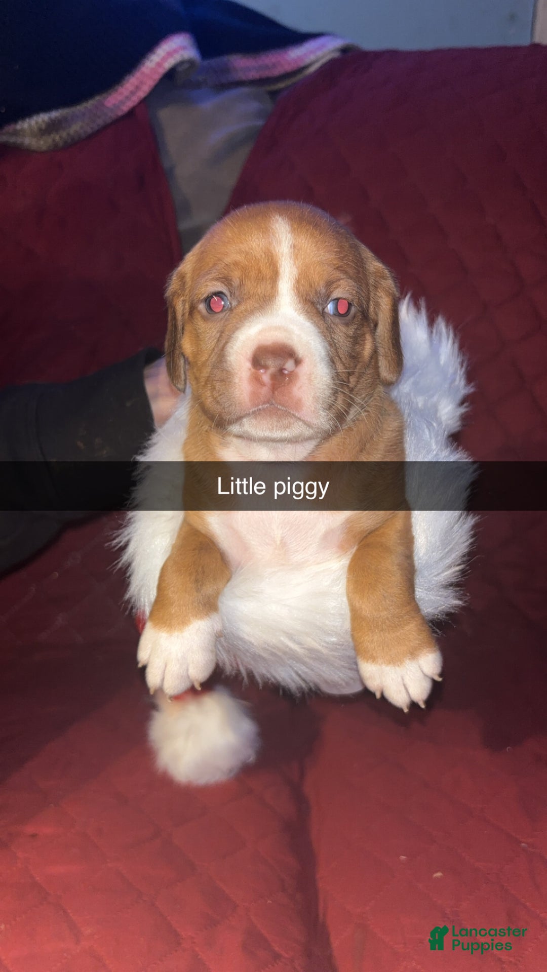 Mixed Breed dogs for sale: Little miss piglet  - Ad 2