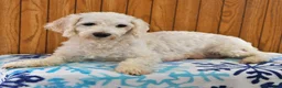 Teddy Bear dogs for sale: Aurora - Ad 6