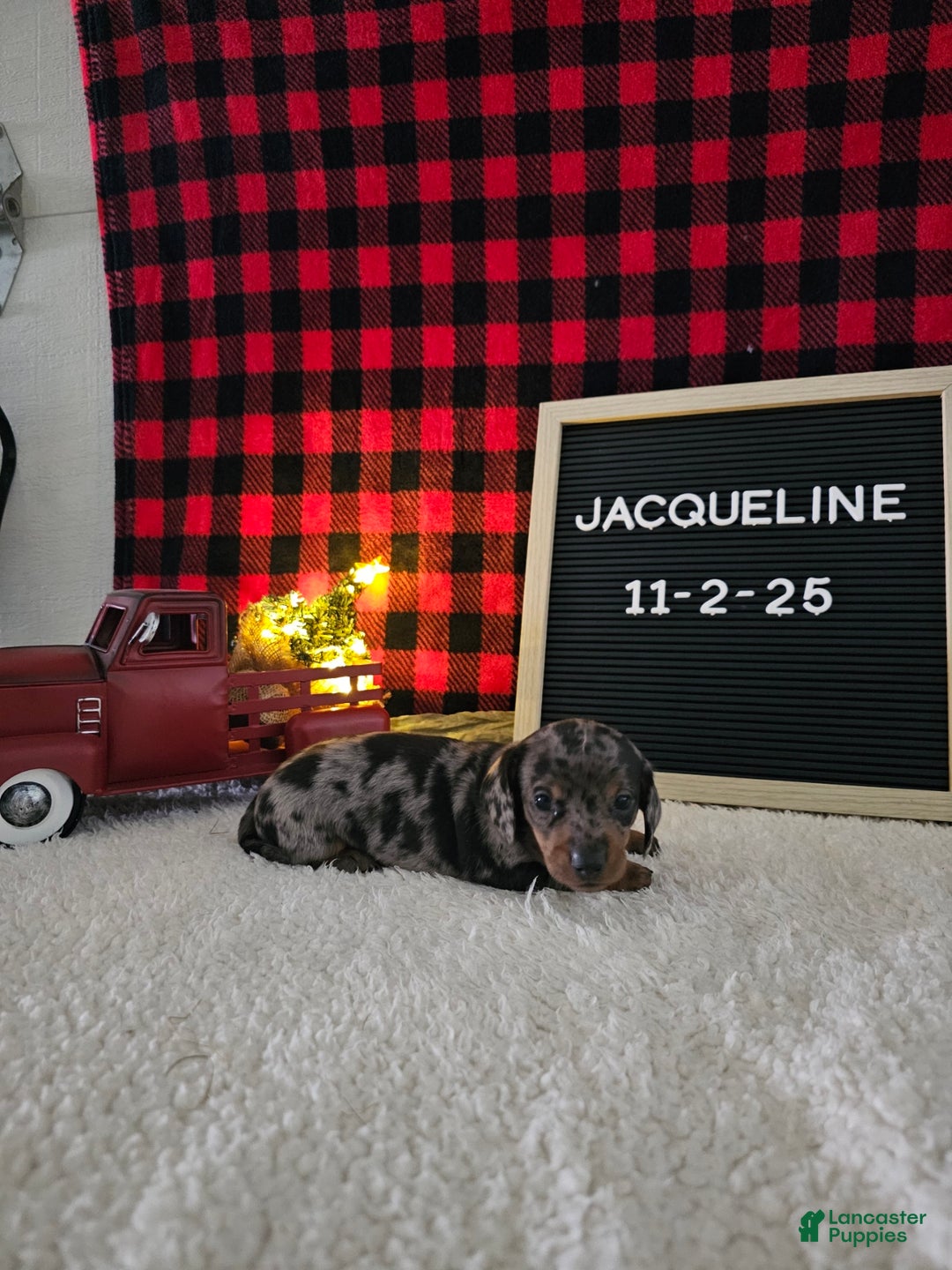 Miniature Dachshund dogs for sale: Jacqueline - Ad 2