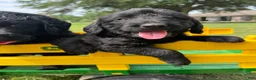 Labradoodle dogs for sale: Bo - Ad 3