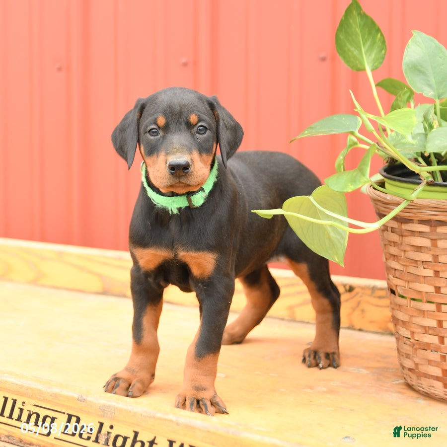 Doberman Pinscher dogs for sale: Whitney - Ad 2