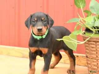 Doberman Pinscher dogs for sale: Whitney - Ad 2