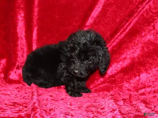 Doxiepoo dogs Doxiepoo Tracker - Ad 10