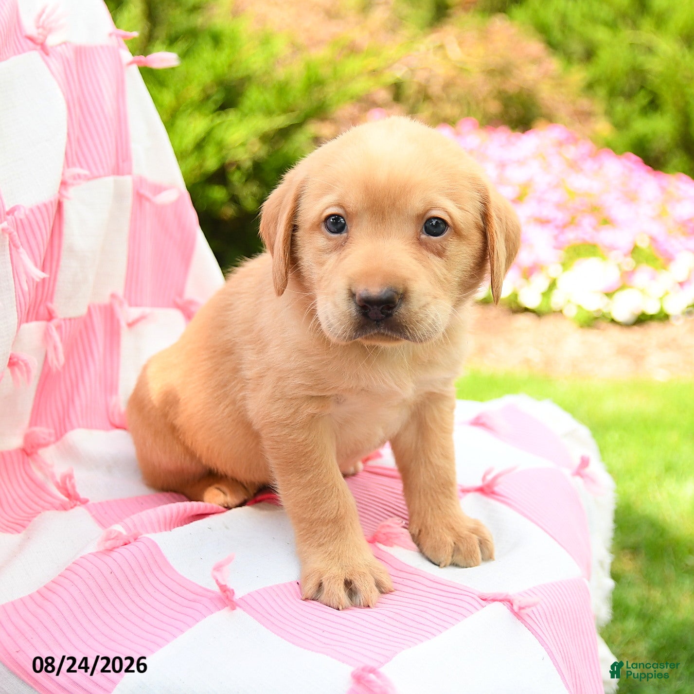 Labrador Retriever dogs Graham - Ad 1