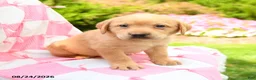 Labrador Retriever dogs for sale: Graham - Ad 1
