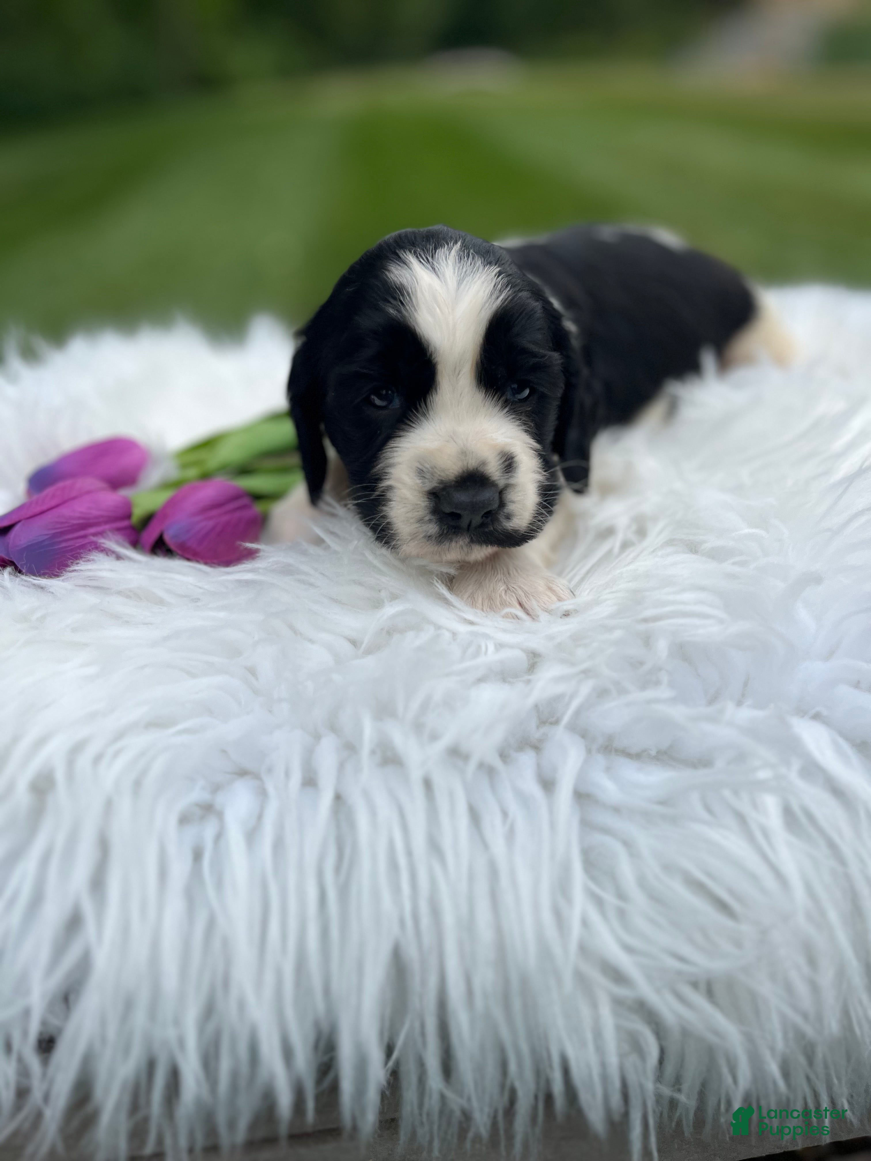 English Springer Spaniel dogs Dotty - Ad 2