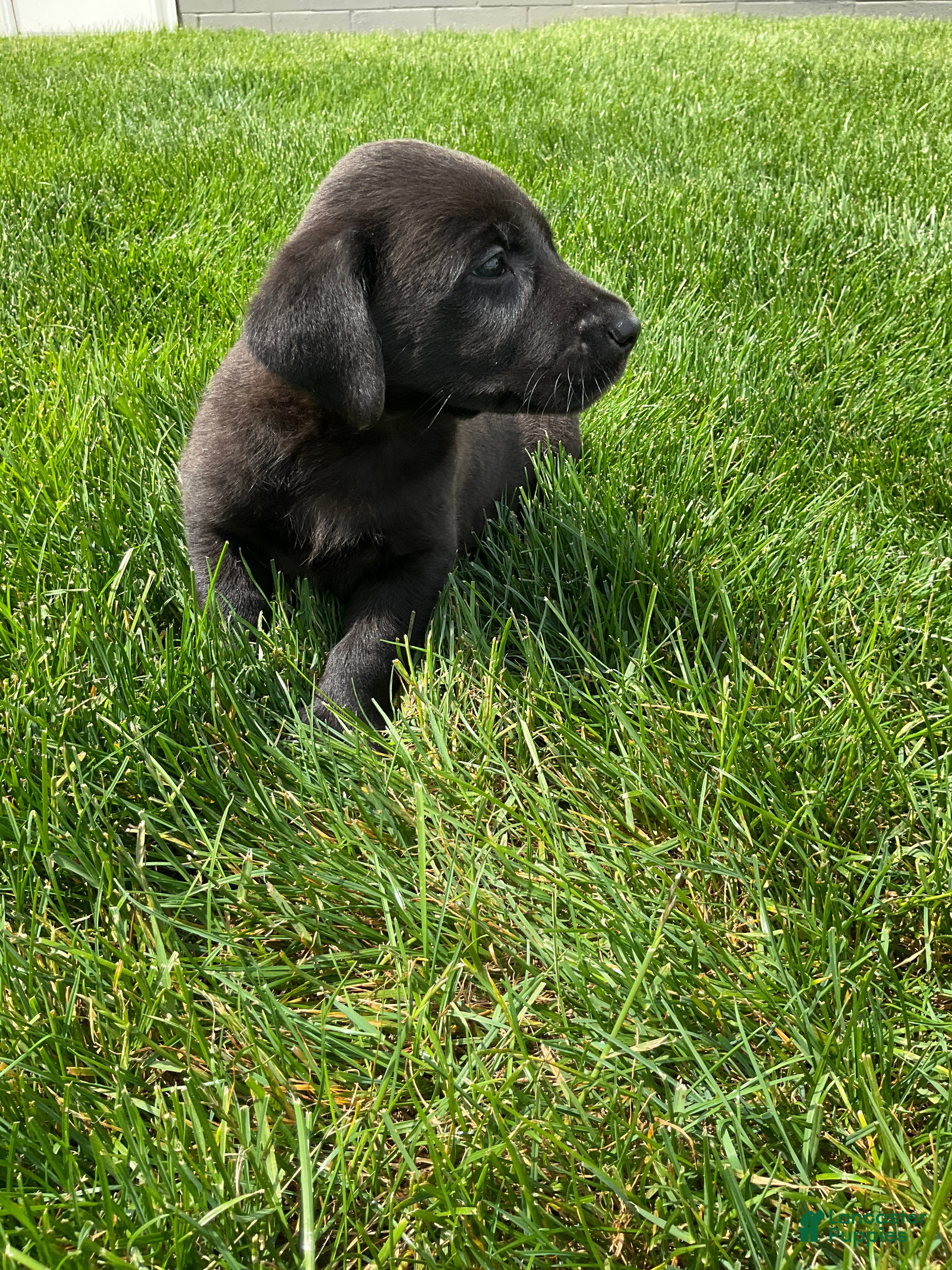 Labrador Retriever dogs for sale: Maverick - Ad 3