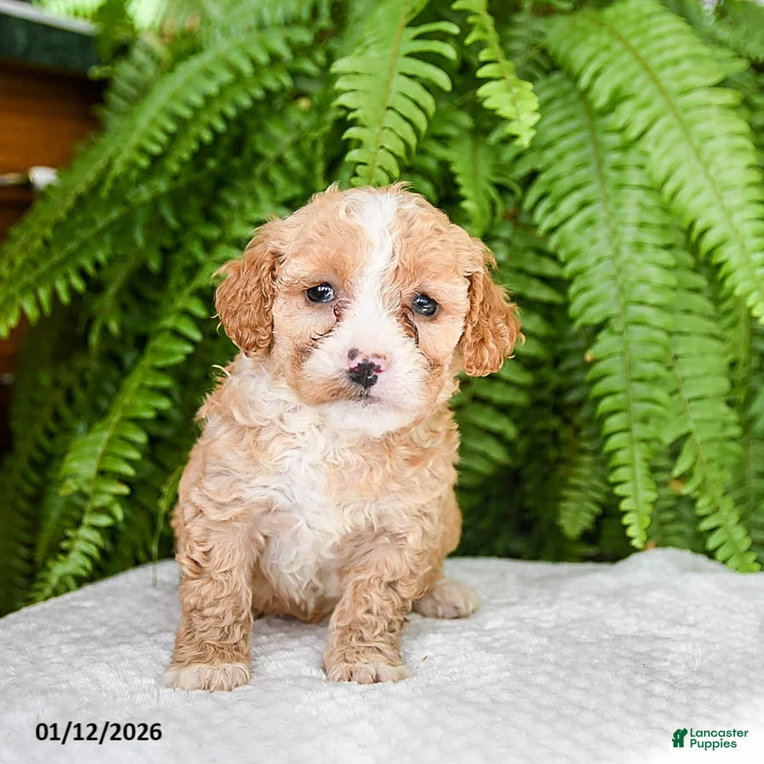 Bichpoo dogs for sale: Lelo - Ad 3