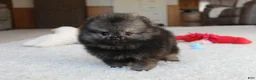 Pomeranian dogs for sale: Tiny Timmy - Ad 1